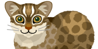 イリオモテヤマネコ