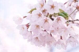 桜の開花予想情報